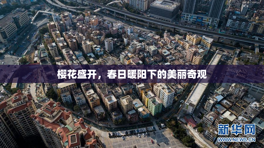 樱花盛开，春日暖阳下的美丽奇观
