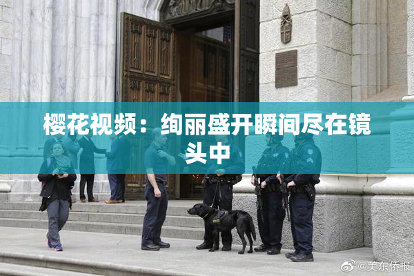 樱花视频：绚丽盛开瞬间尽在镜头中