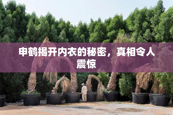申鹤揭开内衣的秘密，真相令人震惊