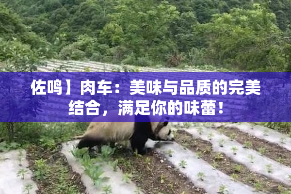 佐鸣】肉车：美味与品质的完美结合，满足你的味蕾！