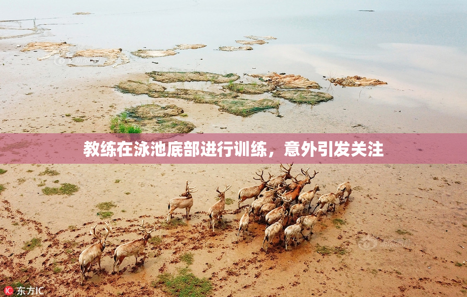 教练在泳池底部进行训练，意外引发关注