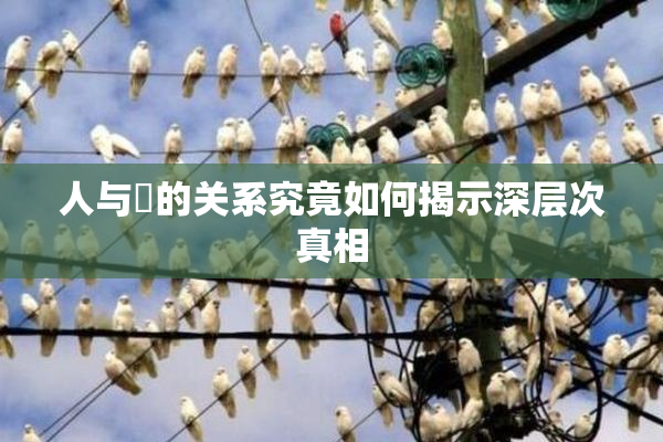 人与嘼的关系究竟如何揭示深层次真相