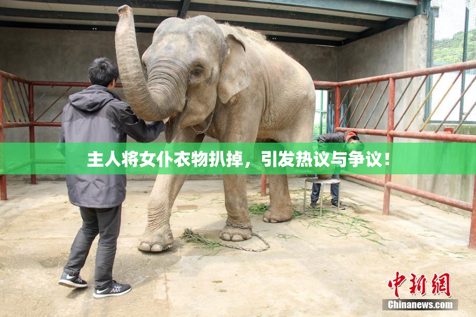 主人将女仆衣物扒掉，引发热议与争议！