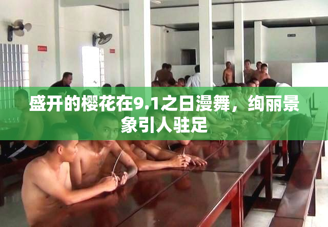 盛开的樱花在9.1之日漫舞，绚丽景象引人驻足