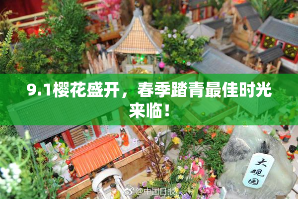 9.1樱花盛开，春季踏青最佳时光来临！
