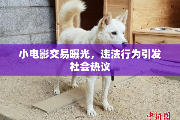 小电影交易曝光，违法行为引发社会热议