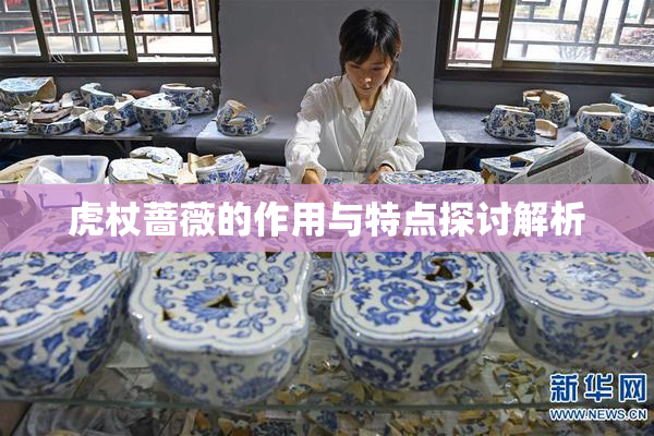 虎杖蔷薇的作用与特点探讨解析