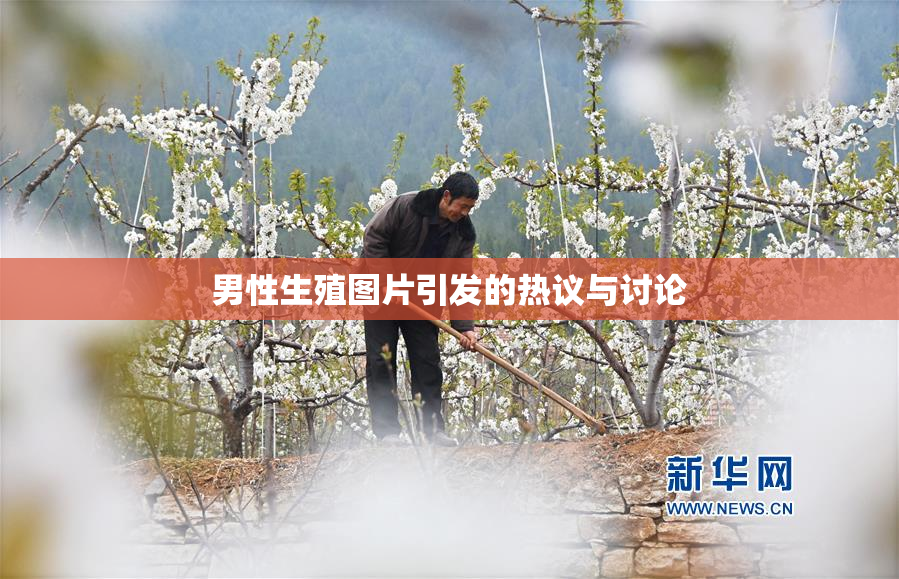 男性生殖图片引发的热议与讨论