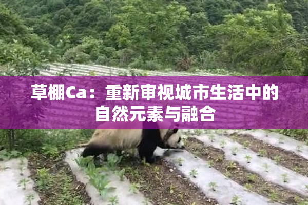 草棚Ca：重新审视城市生活中的自然元素与融合