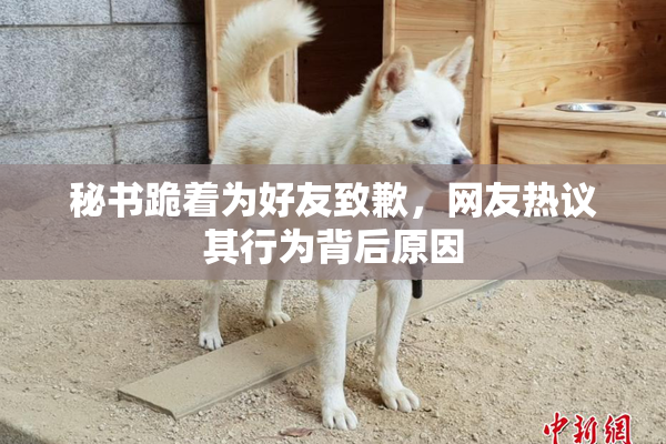 秘书跪着为好友致歉，网友热议其行为背后原因