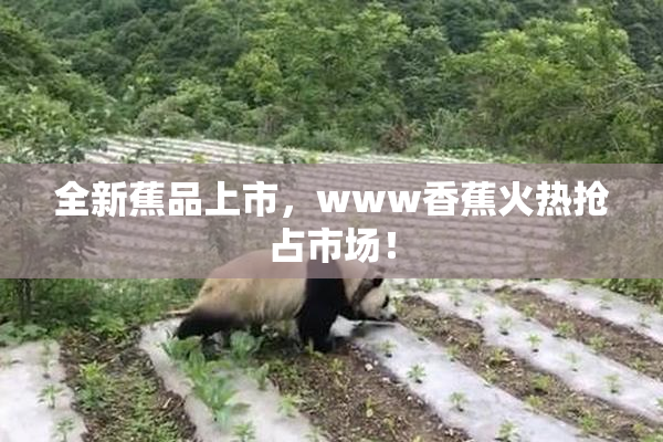 全新蕉品上市，www香蕉火热抢占市场！