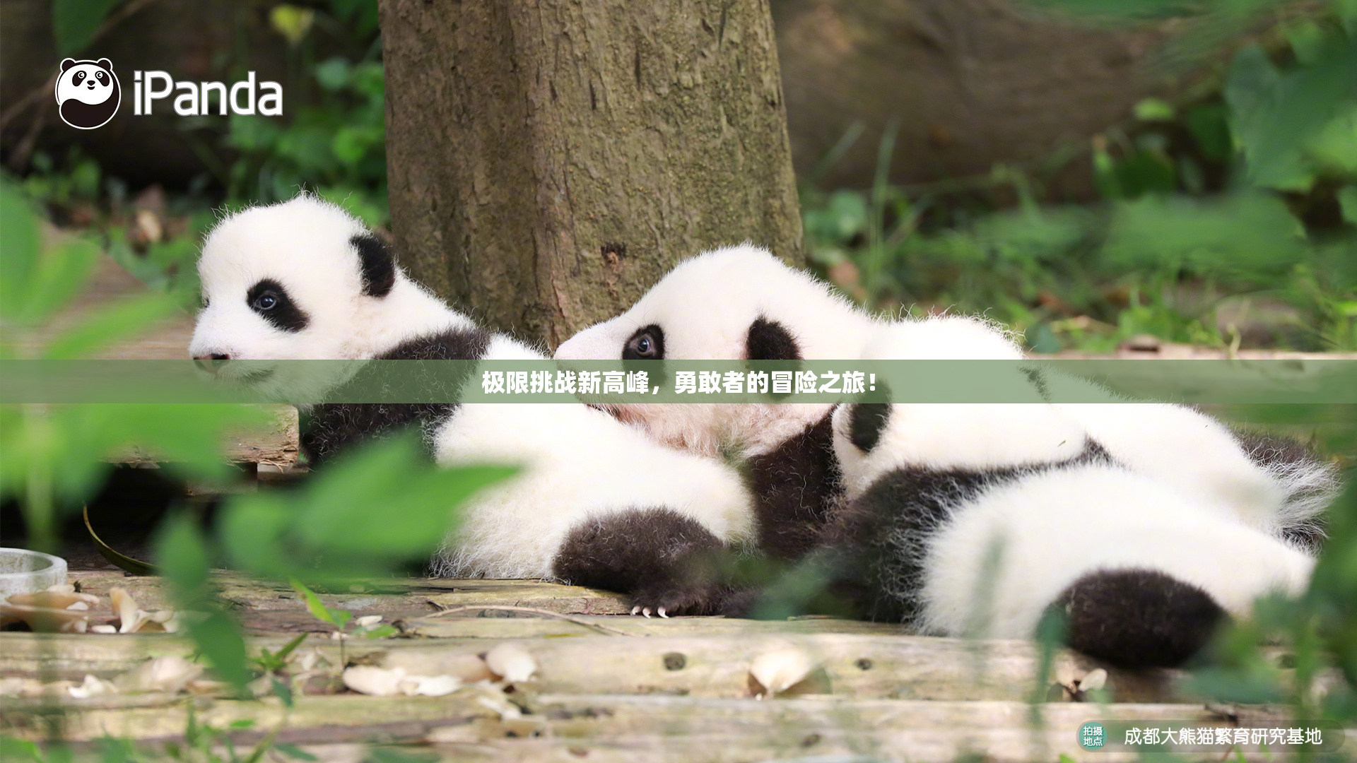 极限挑战新高峰，勇敢者的冒险之旅！