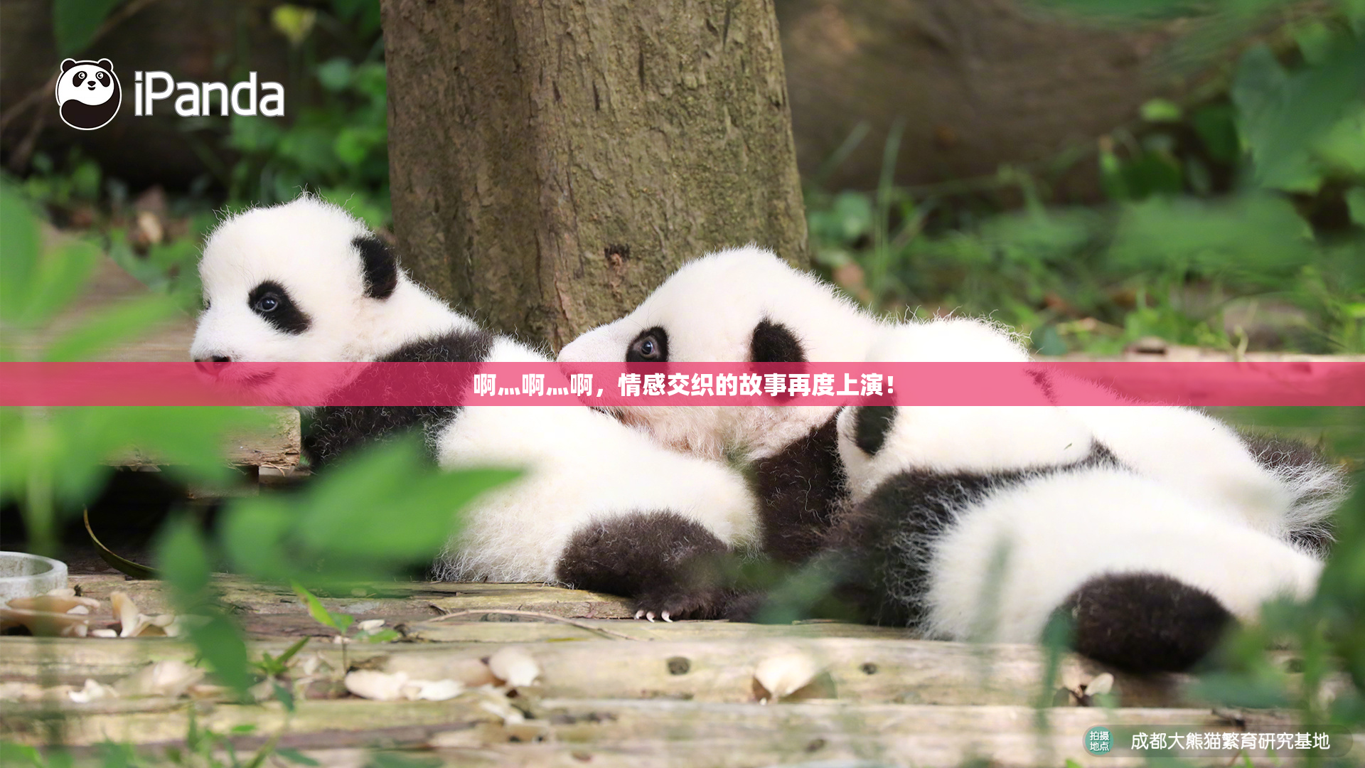 啊灬啊灬啊，情感交织的故事再度上演！