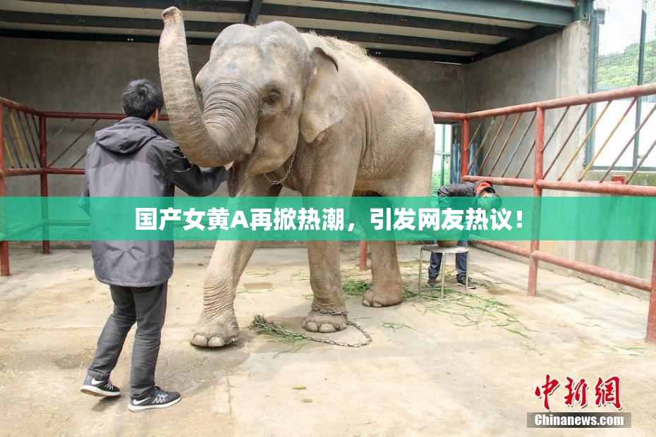国产女黄A再掀热潮，引发网友热议！