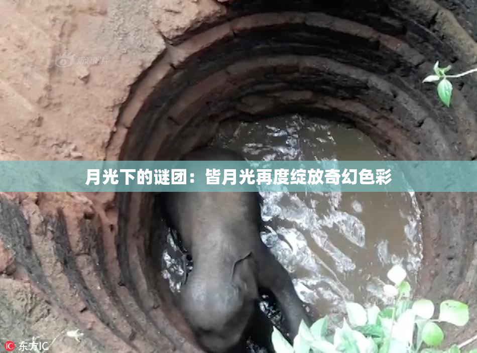 月光下的谜团：皆月光再度绽放奇幻色彩