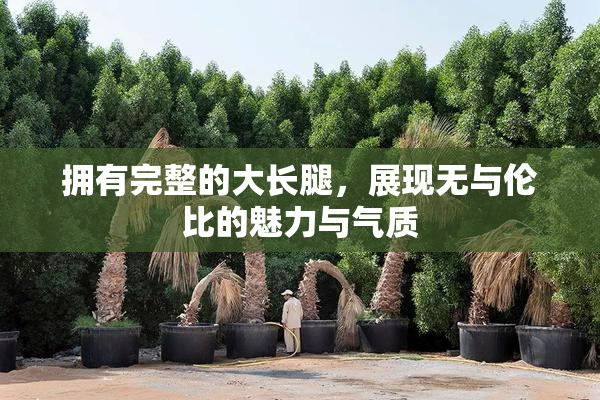 拥有完整的大长腿，展现无与伦比的魅力与气质