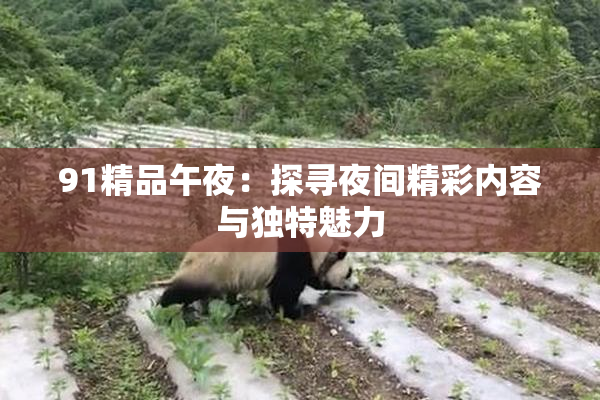 91精品午夜：探寻夜间精彩内容与独特魅力