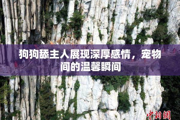 狗狗舔主人展现深厚感情，宠物间的温馨瞬间