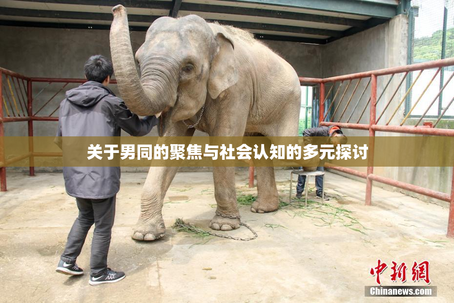 关于男同的聚焦与社会认知的多元探讨