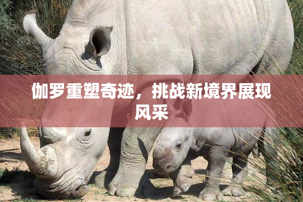 伽罗重塑奇迹，挑战新境界展现风采