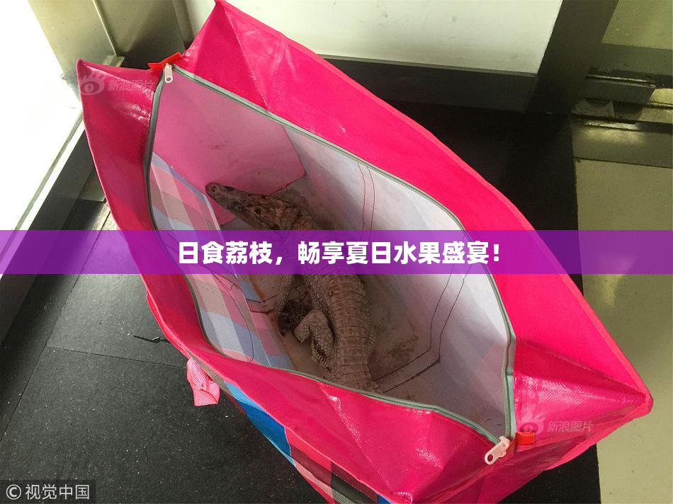 日食荔枝，畅享夏日水果盛宴！