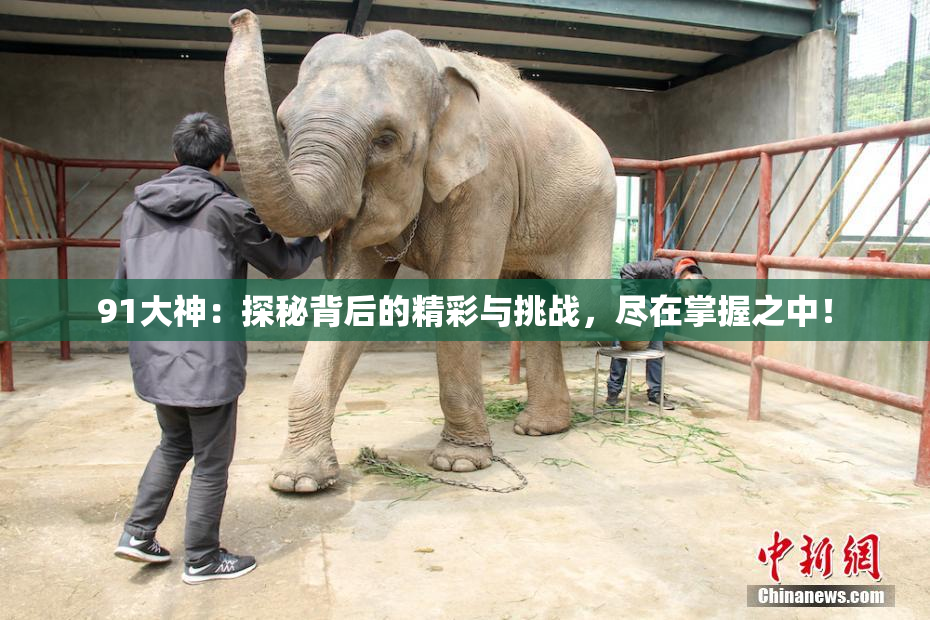 91大神：探秘背后的精彩与挑战，尽在掌握之中！