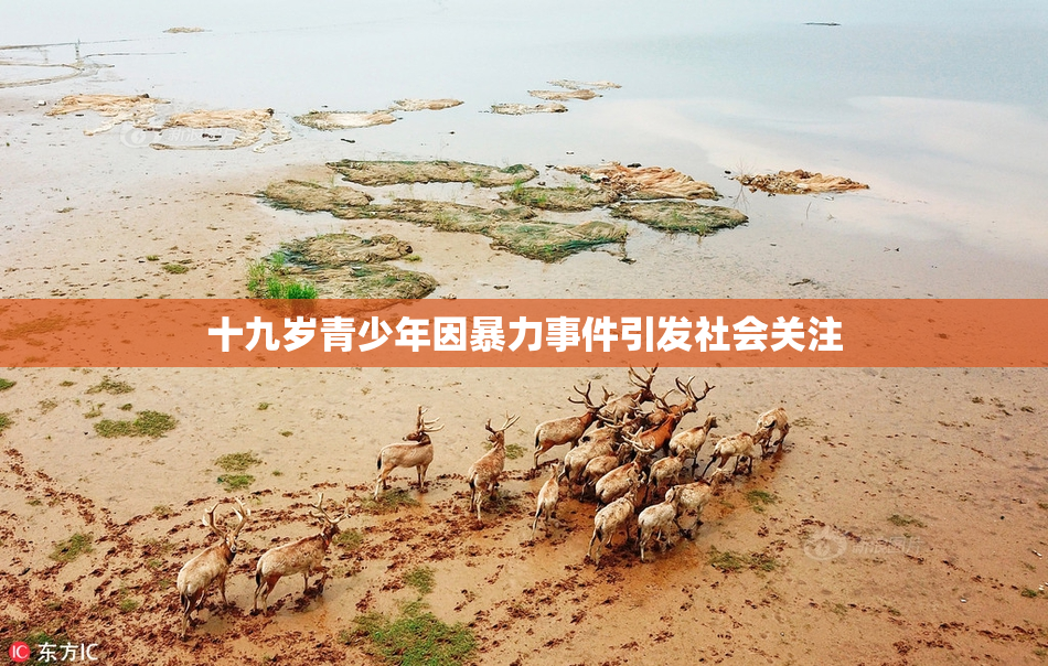 十九岁青少年因暴力事件引发社会关注