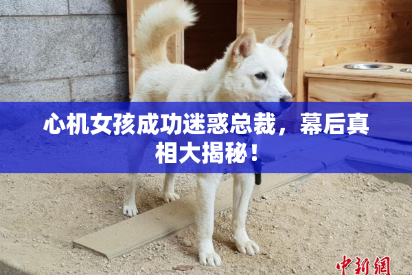 心机女孩成功迷惑总裁，幕后真相大揭秘！
