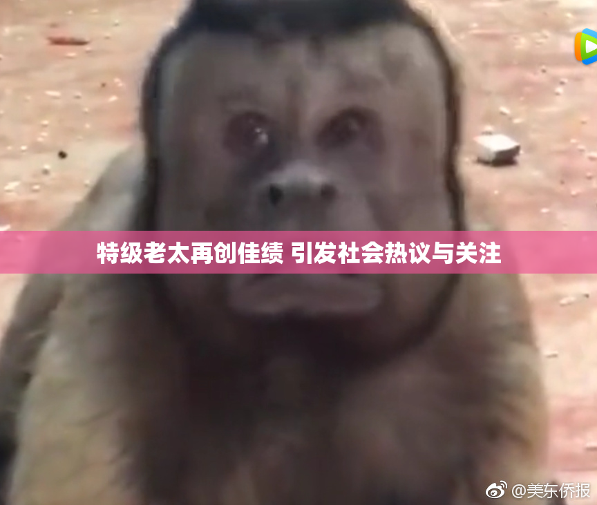 特级老太再创佳绩 引发社会热议与关注