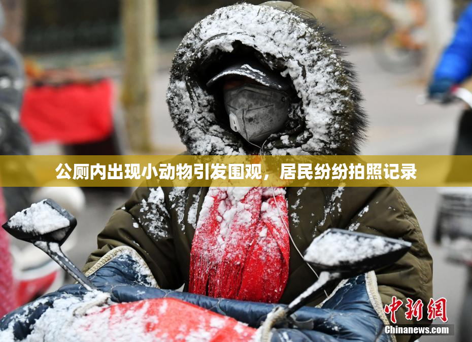 公厕内出现小动物引发围观，居民纷纷拍照记录