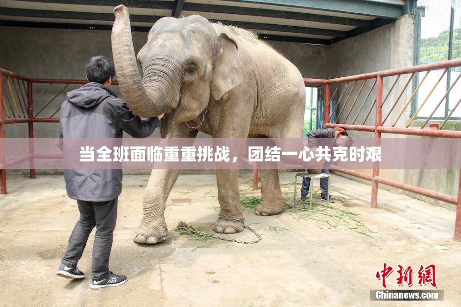 当全班面临重重挑战，团结一心共克时艰