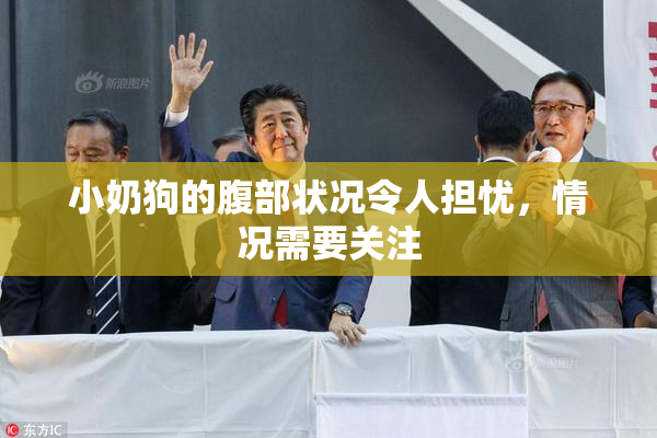 小奶狗的腹部状况令人担忧，情况需要关注