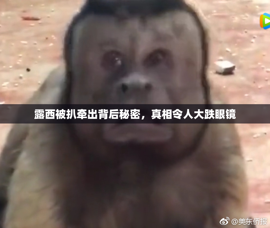 露西被扒牵出背后秘密，真相令人大跌眼镜