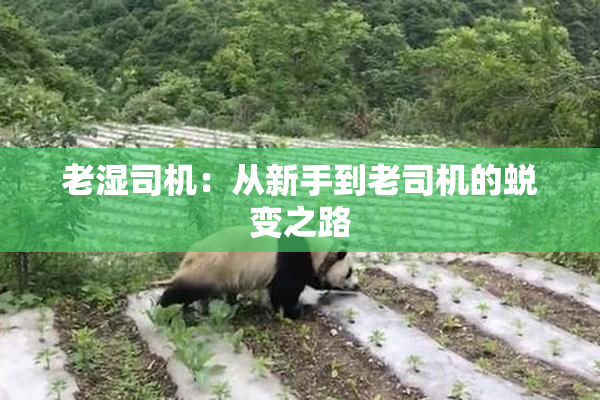 老湿司机：从新手到老司机的蜕变之路
