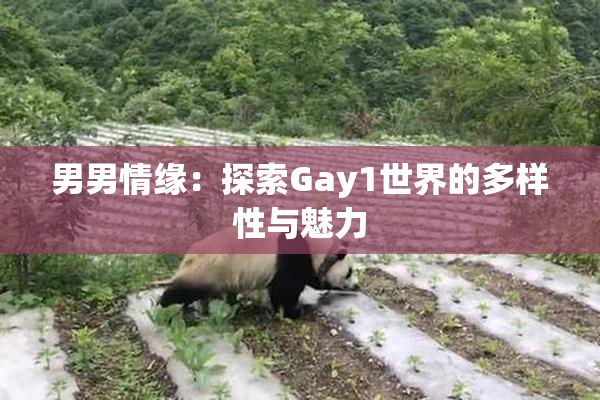 男男情缘：探索Gay1世界的多样性与魅力