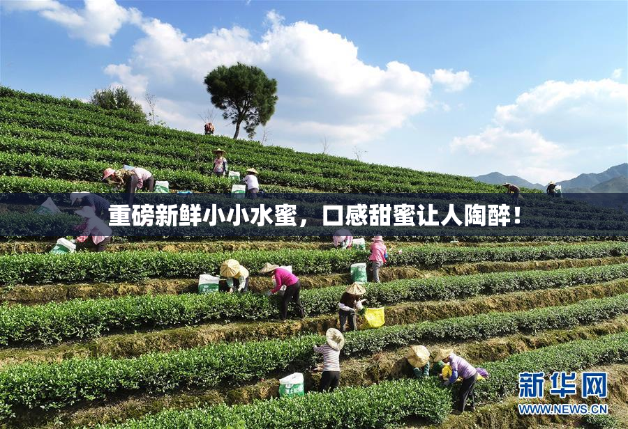 重磅新鲜小小水蜜，口感甜蜜让人陶醉！