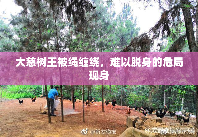 大慈树王被绳缠绕，难以脱身的危局现身