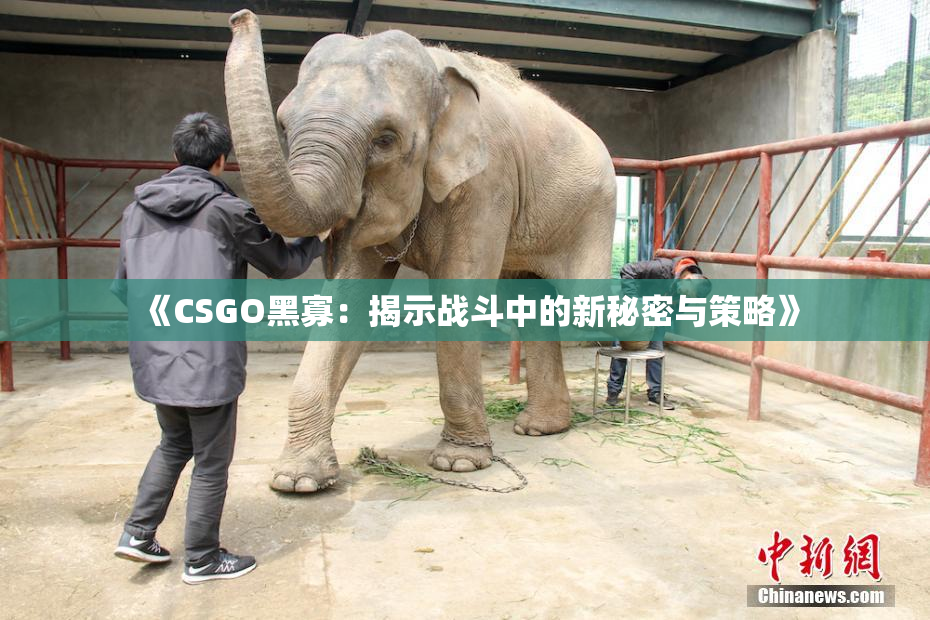 《CSGO黑寡：揭示战斗中的新秘密与策略》