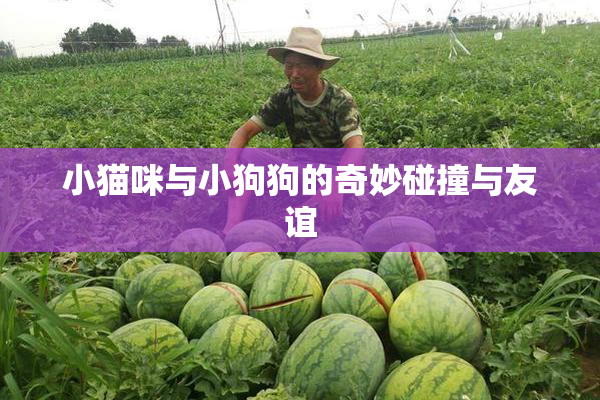 小猫咪与小狗狗的奇妙碰撞与友谊