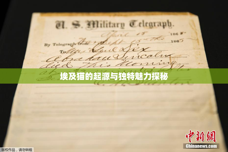 埃及猫的起源与独特魅力探秘