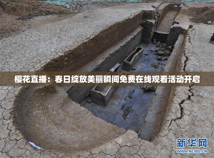 樱花直播：春日绽放美丽瞬间免费在线观看活动开启