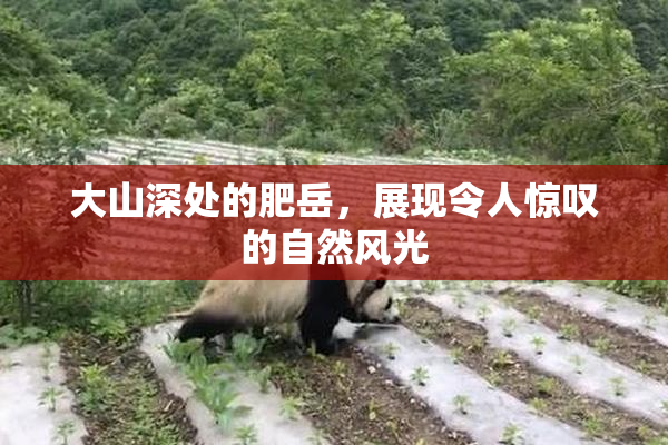 大山深处的肥岳，展现令人惊叹的自然风光