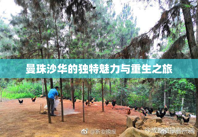 曼珠沙华的独特魅力与重生之旅