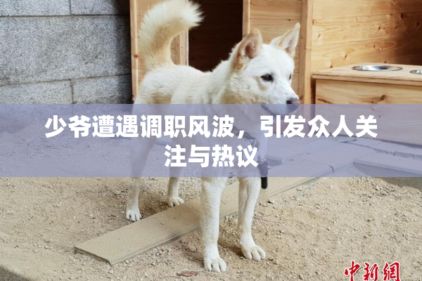 少爷遭遇调职风波，引发众人关注与热议