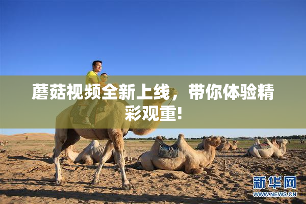 蘑菇视频全新上线，带你体验精彩观重!
