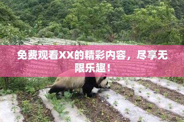 免费观看XX的精彩内容，尽享无限乐趣！