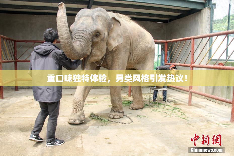 重口味独特体验，另类风格引发热议！
