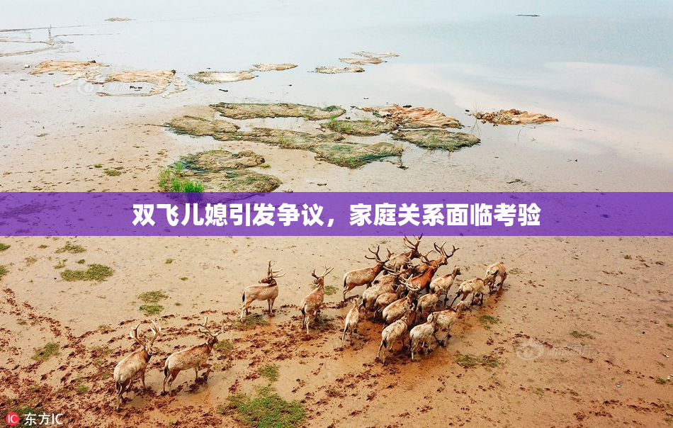 双飞儿媳引发争议，家庭关系面临考验