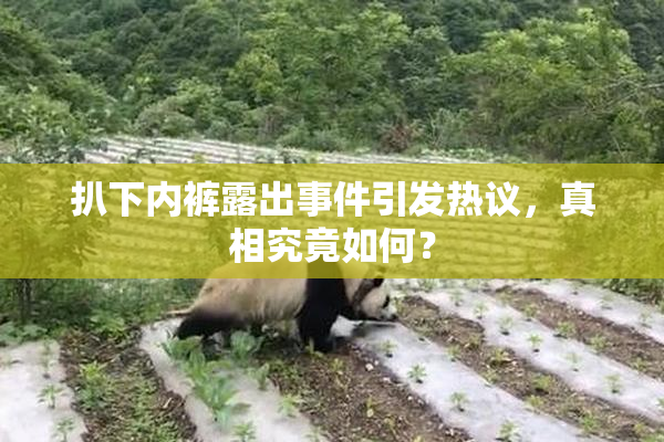 扒下内裤露出事件引发热议，真相究竟如何？