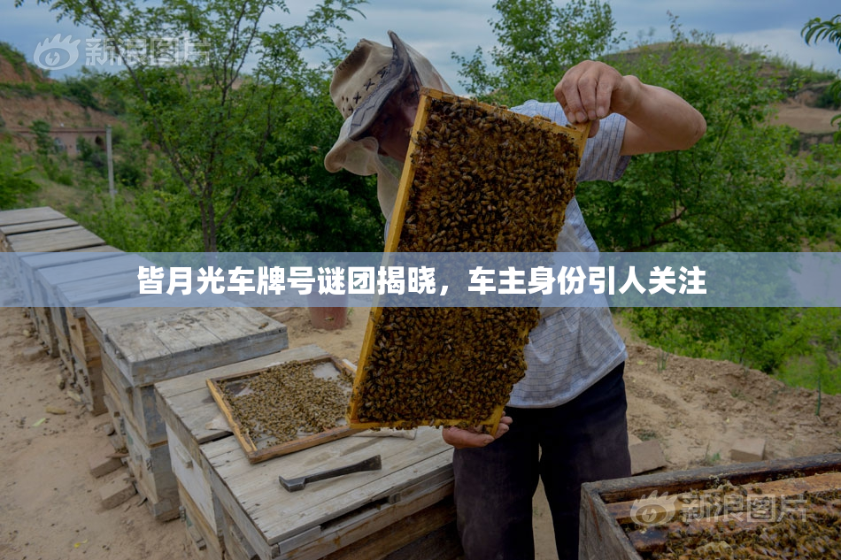 皆月光车牌号谜团揭晓，车主身份引人关注